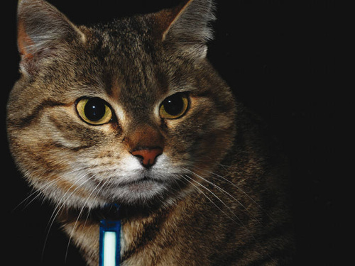 Ni-Glo - Key Ring Gear Marker - Polymer - Panther Pink - 91503