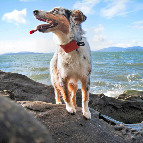 Nite Ize - Collar with Leash RadDog™ All-In-One - L - Red - RRLL-10-R3